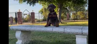 Bo, a male Doberman Pinscher for sale in Lodi, CA – 5 of 8