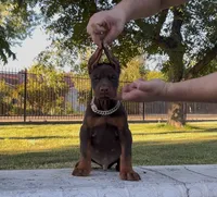 Rocky, a male Doberman Pinscher for sale in Lodi, CA – 1 of 6