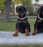 Bella, a female Doberman Pinscher for sale in Lodi, CA – 4 of 7