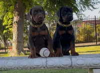Bo, a male Doberman Pinscher for sale in Lodi, CA – 4 of 8