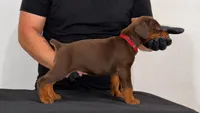 Rocky, a male Doberman Pinscher for sale in Lodi, CA – 2 of 6