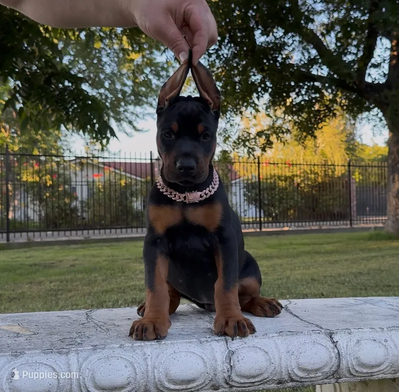 Bella – Doberman Pinscher puppy for sale in Lodi, CA