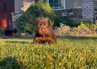 Rocky, a male Doberman Pinscher for sale in Lodi, CA – 6 of 6