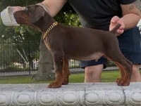 Bo, a male Doberman Pinscher for sale in Lodi, CA – 3 of 8