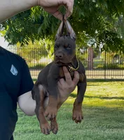 Bo, a male Doberman Pinscher for sale in Lodi, CA – 2 of 8