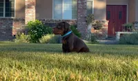 Bo, a male Doberman Pinscher for sale in Lodi, CA – 6 of 8
