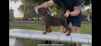Rocky, a male Doberman Pinscher for sale in Lodi, CA – 3 of 6