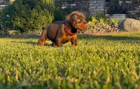 Rocky, a male Doberman Pinscher for sale in Lodi, CA – 4 of 6