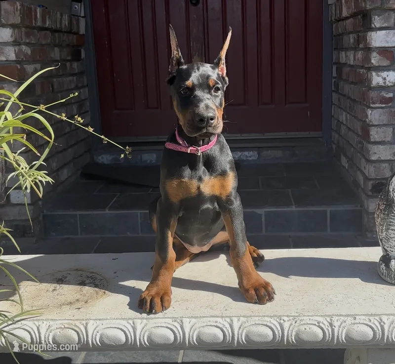 Bella – Doberman Pinscher puppy for sale in Lodi, CA