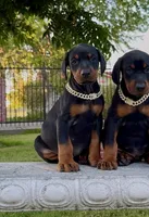 Bella, a female Doberman Pinscher for sale in Lodi, CA – 6 of 7
