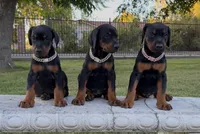 Bella, a female Doberman Pinscher for sale in Lodi, CA – 7 of 7