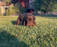 Rocky, a male Doberman Pinscher for sale in Lodi, CA – 5 of 6