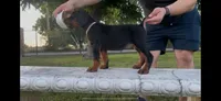 Bella, a female Doberman Pinscher for sale in Lodi, CA – 2 of 7