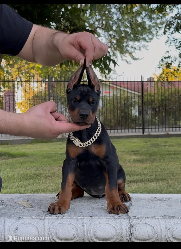 Oxana – Doberman Pinscher puppy for sale in Lodi, CA