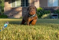 Bo, a male Doberman Pinscher for sale in Lodi, CA – 7 of 8