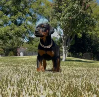 Bella, a female Doberman Pinscher for sale in Lodi, CA – 3 of 7