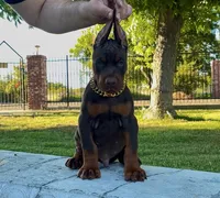 Bo, a male Doberman Pinscher for sale in Lodi, CA – 1 of 8