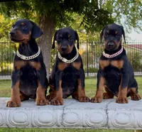 Bella, a female Doberman Pinscher for sale in Lodi, CA – 5 of 7