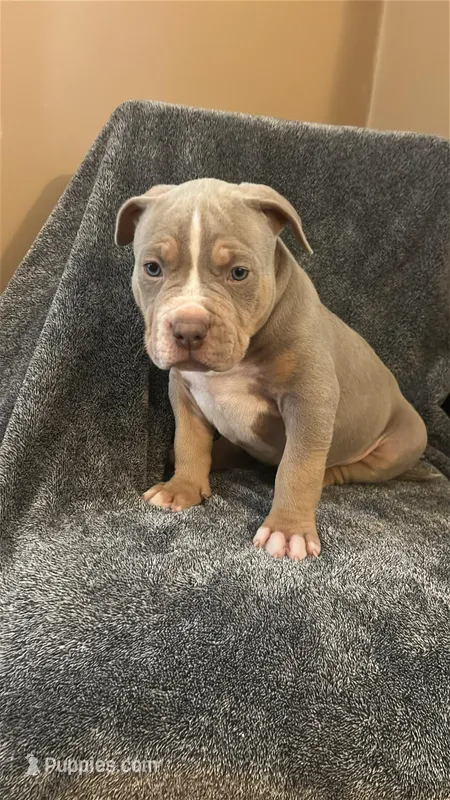 Don “Vito” corleone