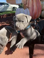 Blue, a male American Bully for sale in New Providence, PA – 8 of 9