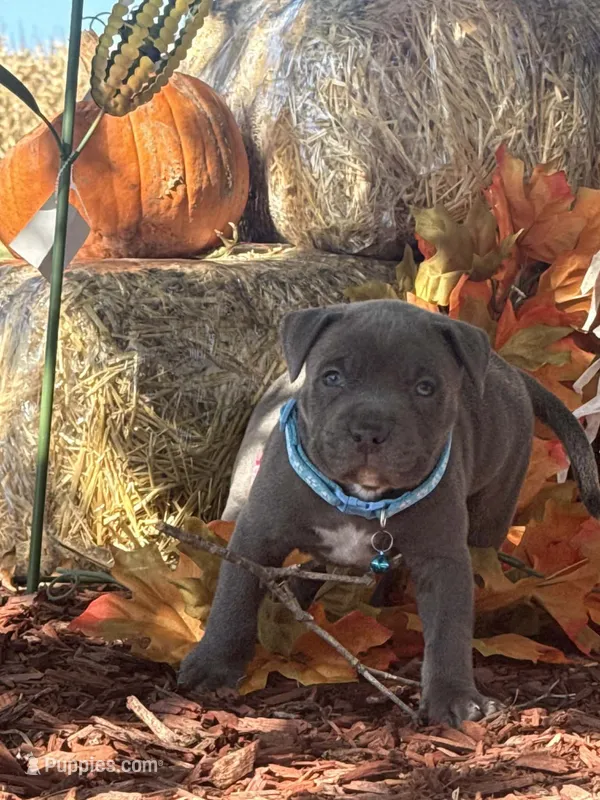 Blue – American Bully puppy for sale in New Providence, PA