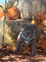 Blue, a male American Bully for sale in New Providence, PA – 1 of 9