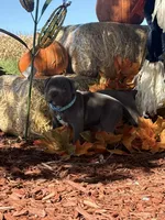 Blue, a male American Bully for sale in New Providence, PA – 4 of 9