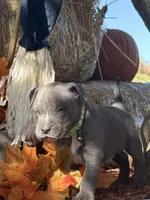 Green, a male American Bully for sale in New Providence, PA – 2 of 6