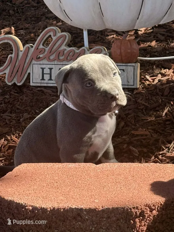 Bella – American Bully puppy for sale in New Providence, PA
