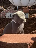 Bella, a female American Bully for sale in New Providence, PA – 1 of 6