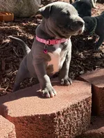 Bella, a female American Bully for sale in New Providence, PA – 3 of 6