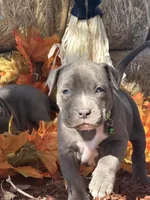 Green, a male American Bully for sale in New Providence, PA – 3 of 6