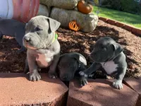 Green, a male American Bully for sale in New Providence, PA – 6 of 6