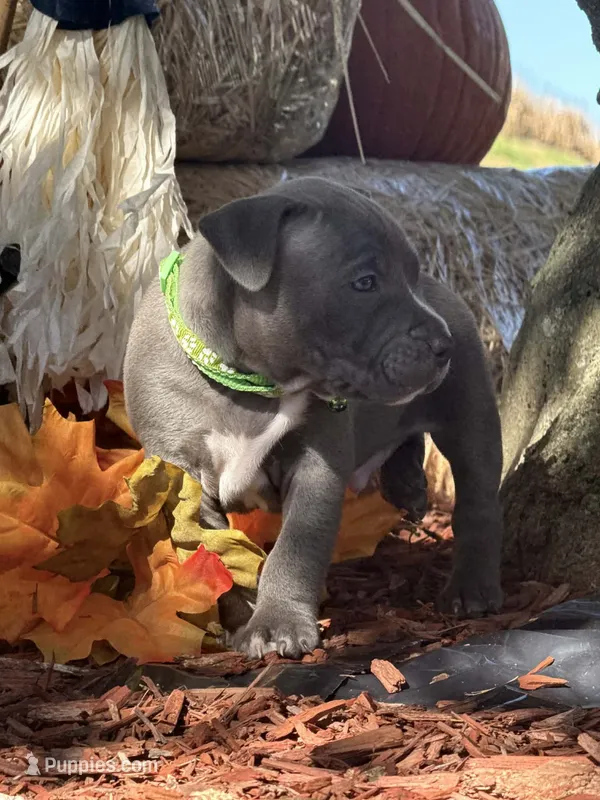 Green – American Bully puppy for sale in New Providence, PA