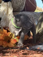 Green, a male American Bully for sale in New Providence, PA – 1 of 6