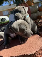 Blue, a male American Bully for sale in New Providence, PA – 6 of 9