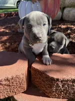 Green, a male American Bully for sale in New Providence, PA – 5 of 6