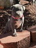 Bella, a female American Bully for sale in New Providence, PA – 2 of 6
