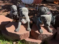 Blue, a male American Bully for sale in New Providence, PA – 7 of 9