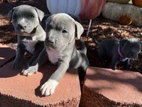 Green, a male American Bully for sale in New Providence, PA – 4 of 6