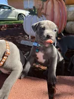 Blue, a male American Bully for sale in New Providence, PA – 9 of 9
