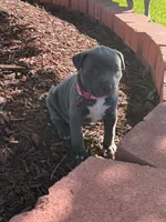 Bella, a female American Bully for sale in New Providence, PA – 5 of 6