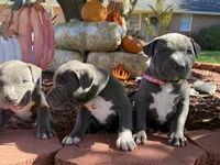 Bella, a female American Bully for sale in New Providence, PA – 4 of 6