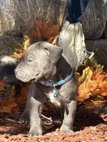 Blue, a male American Bully for sale in New Providence, PA – 5 of 9