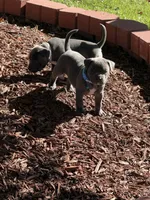 Blue, a male American Bully for sale in New Providence, PA – 3 of 9