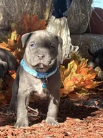 Blue, a male American Bully for sale in New Providence, PA – 2 of 9