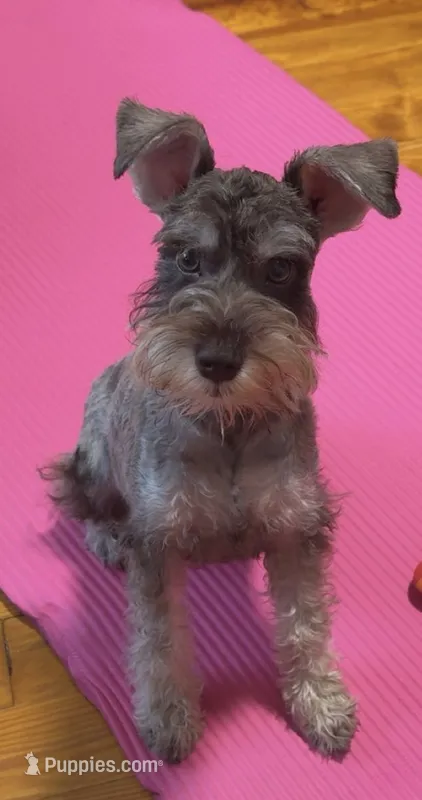 Alex – Miniature Schnauzer puppy for sale in Miami Beach, FL