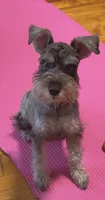 Alex, a male Miniature Schnauzer for sale in Miami Beach, FL – 1 of 1