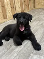 German shepherd , a female German Shepherd Dog for sale in Talbott, TN – 7 of 10