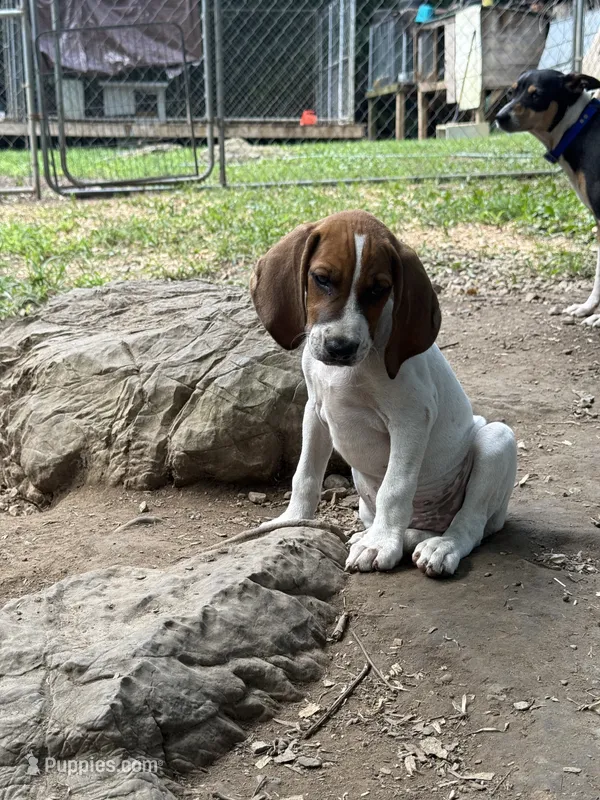 Redtick puppy – English Coonhound puppy for sale in Talbott, TN